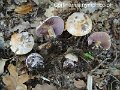 Cortinarius nymphicolor-amf695